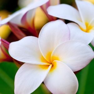 Meet your Posher, Cecilia